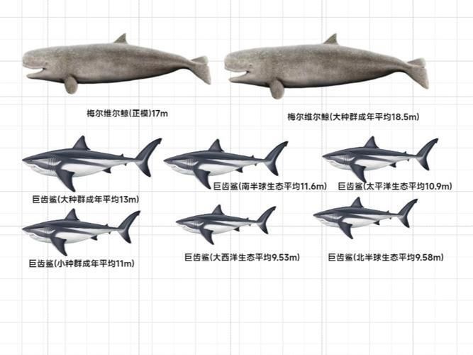 鯨魚鯊魚區別圖片對比