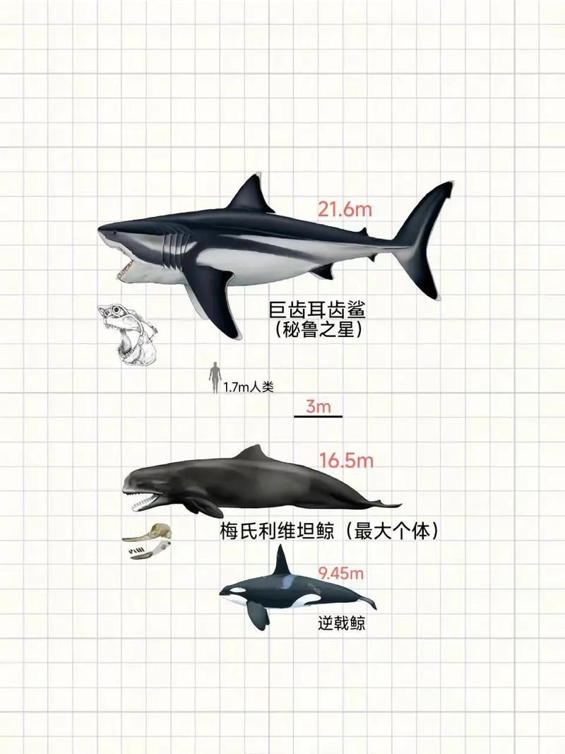 鯨魚鯊魚區別圖片對比