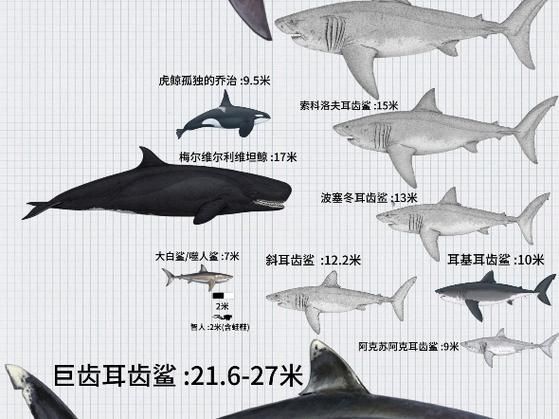 鯨魚鯊魚區別圖片對比