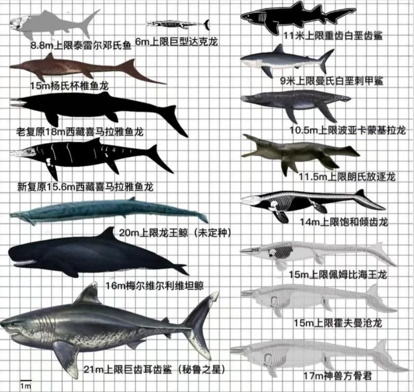 鯨魚鯊魚區別圖片對比
