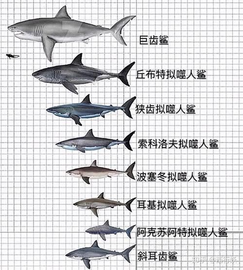 鯨魚鯊魚區別圖片對比