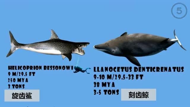 鯨魚鯊魚區別圖片對比