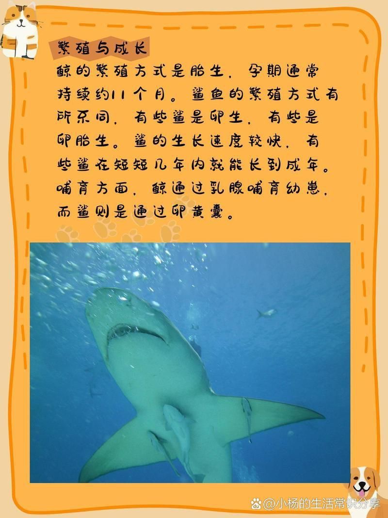 鯨魚鯊魚區別圖片對比