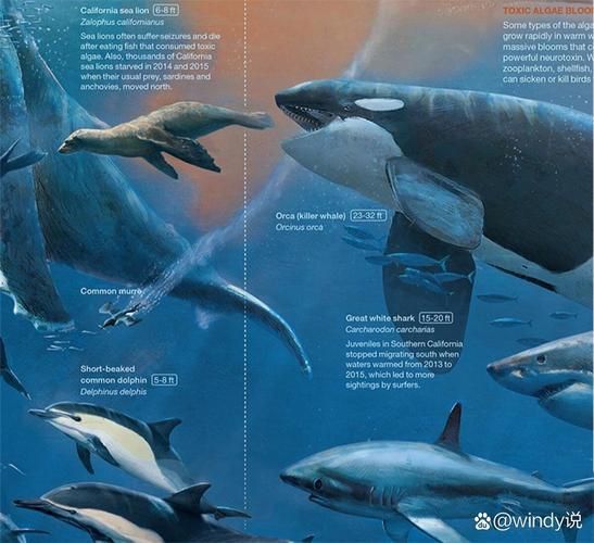 鯨魚鯊魚區別圖片對比