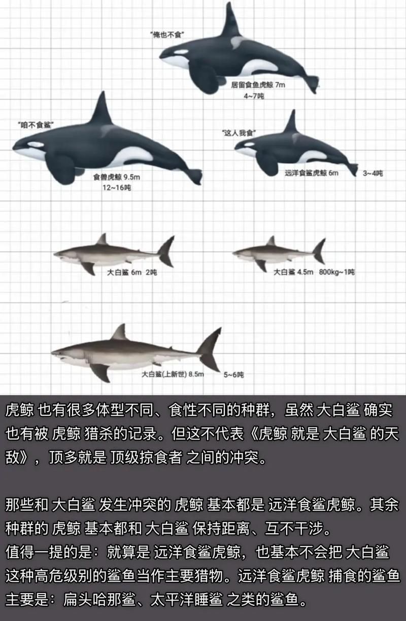 鯨魚鯊魚區別圖片對比