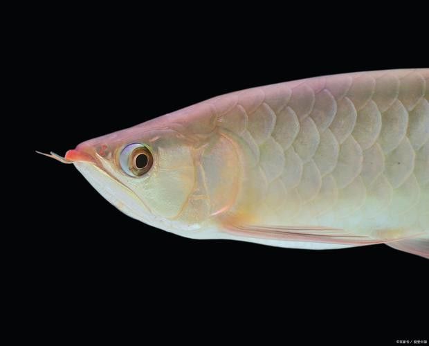 熱帶魚銀龍魚圖片大全