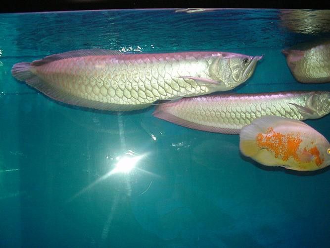 熱帶魚銀龍魚圖片大全