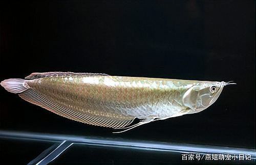 黑鱗龍魚的最佳生長溫度是多少？