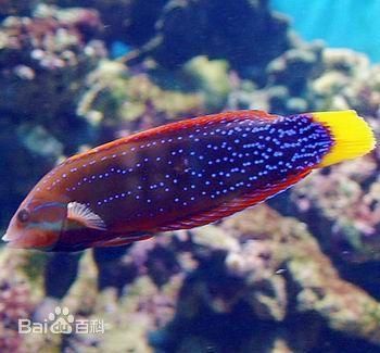 觀賞龍魚的食物選擇對其健康和生長至關重要以下幾點：觀賞龍魚的食物選擇對其健康和生長至關重要