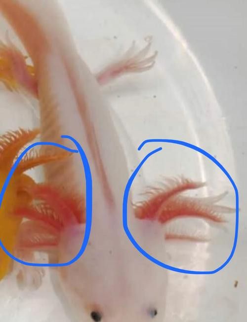有沒有推薦的六角恐龍飼料品牌？