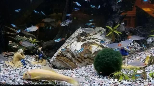 龍魚(yú)會(huì)吃鼠魚(yú)嗎：龍魚(yú)與鼠魚(yú)混養(yǎng)注意事項(xiàng)