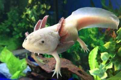 龍魚一個月不吃東西怎么辦：龍魚一個月不吃東西沉底是什么原因？