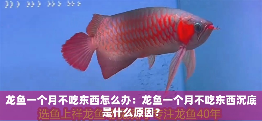 龍魚一個月不吃東西怎么辦：龍魚一個月不吃東西沉底是什么原因？
