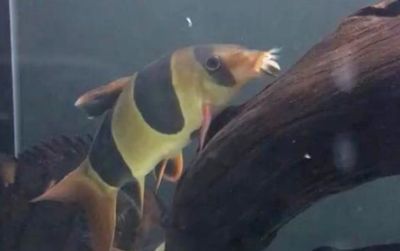 三間鼠魚混養搭配建議：在水族箱中混養三間鼠魚和一些其他魚類時