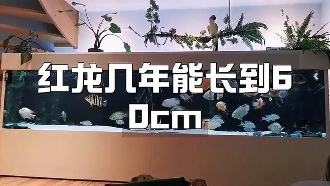 龍魚苗的成長速度如何