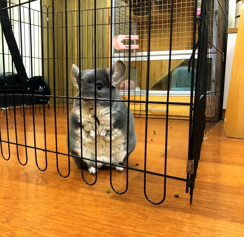 龍貓的最佳伴侶有哪些品種？