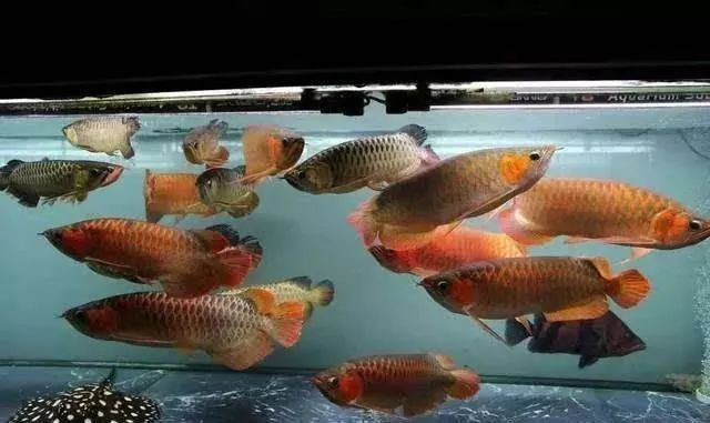 喂龍魚凍蝦需要注意的問題：喂食龍魚凍蝦需要注意以下幾個問題，凍蝦需要注意以下幾個問題