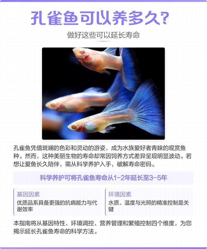 孔雀魚可以養(yǎng)幾年