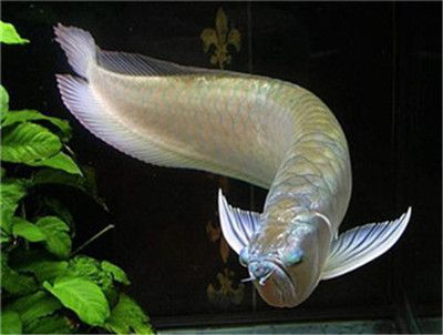 黃化白子銀龍魚多少錢（黃化白子銀龍魚價格）