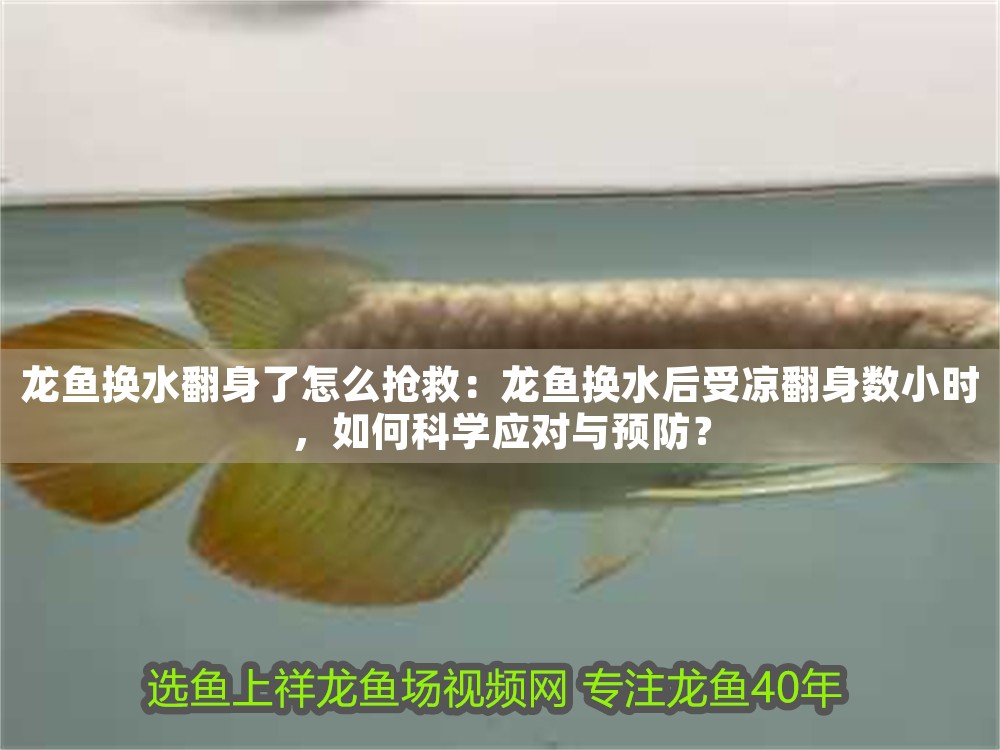 龍魚換水翻身了怎么搶救：龍魚換水后受涼翻身數(shù)小時，如何科學(xué)應(yīng)對與預(yù)防？