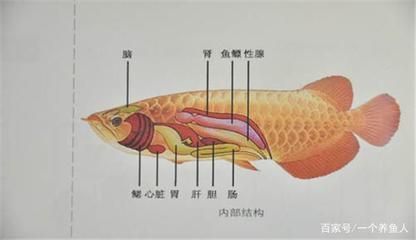 紅龍魚飼養技巧和方法大全，紅龍魚的飼養技巧和方法大全
