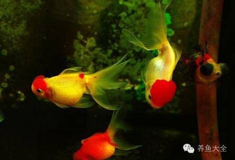 紅龍魚老水對健康的影響