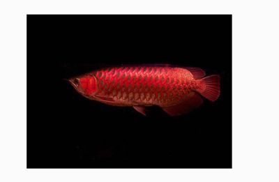 黃尾紅龍魚特征介紹：黃尾紅龍魚是什么？