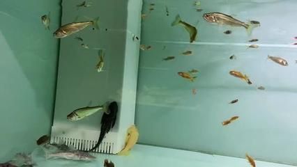 巨暴魚苗日常護理要點，巨暴魚苗的日常護理