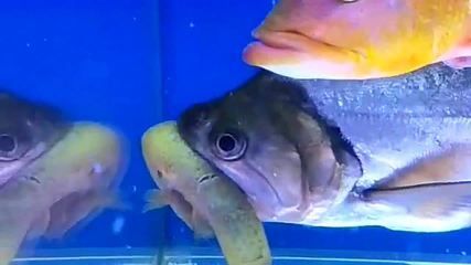 巨暴魚苗日常護理要點，巨暴魚苗的日常護理
