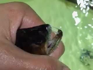 巨暴魚苗日常護理要點，巨暴魚苗的日常護理