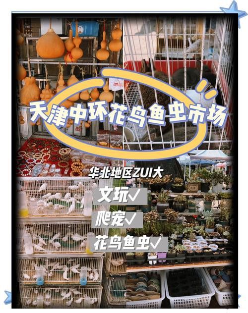 天津紅龍魚批發市場