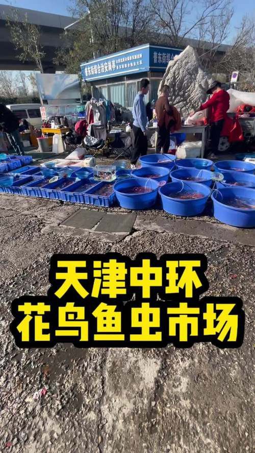 天津紅龍魚批發市場