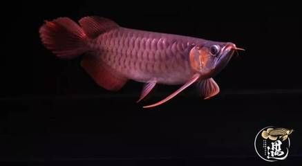 龍魚嘴一直張著：龍魚嘴一直張著可能是由于多種原因引起的