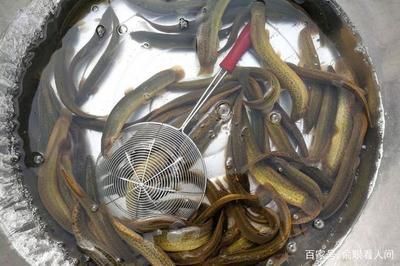 龍魚吃了活泥鰍怎么就治：龍魚吃了活泥鰍怎么辦