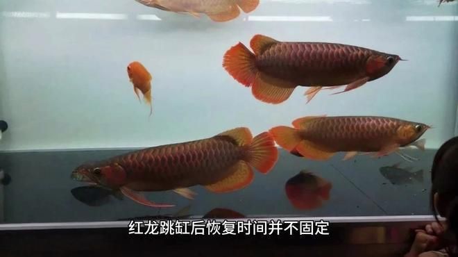 龍魚撞缸后多久會死亡