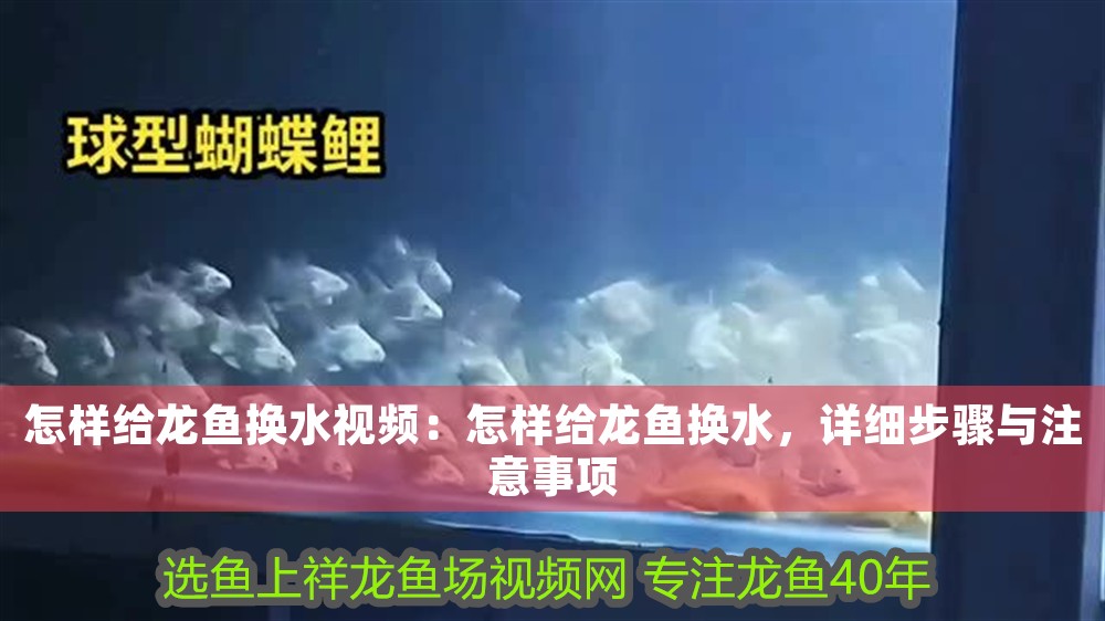 怎樣給龍魚換水視頻：怎樣給龍魚換水，詳細步驟與注意事項