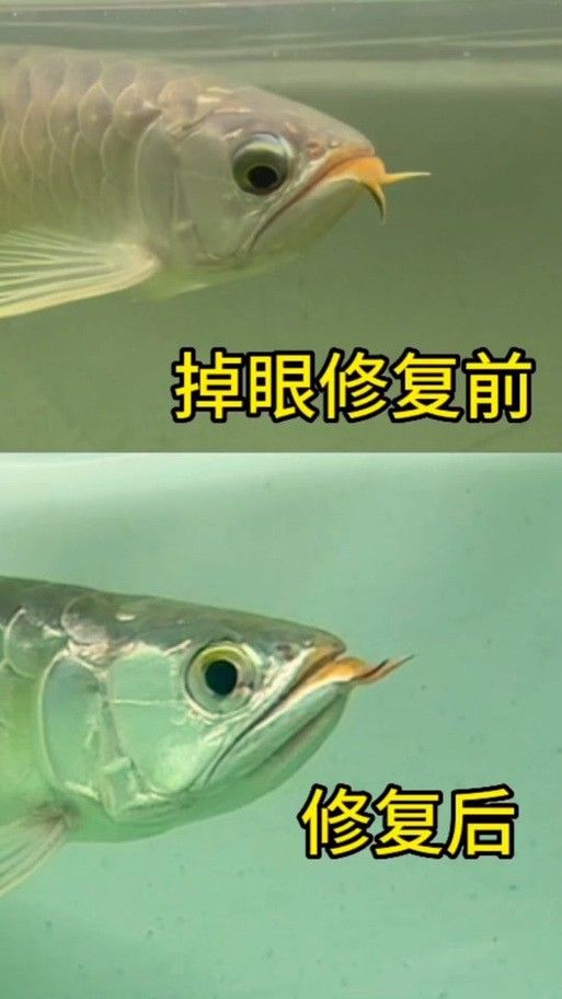 龍魚掉眼會恢復嗎圖片大全