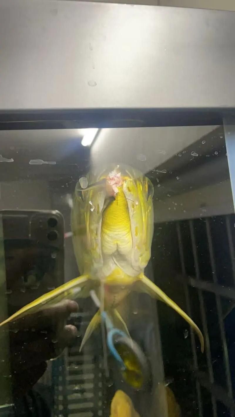 龍魚掉眼會恢復嗎圖片大全