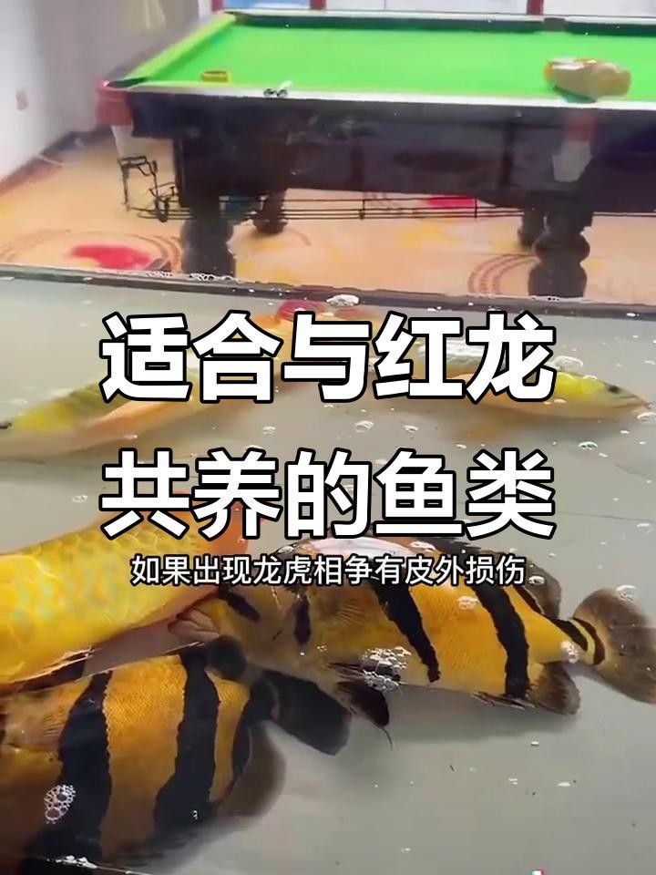 哪些品種的紅龍魚適合混養？