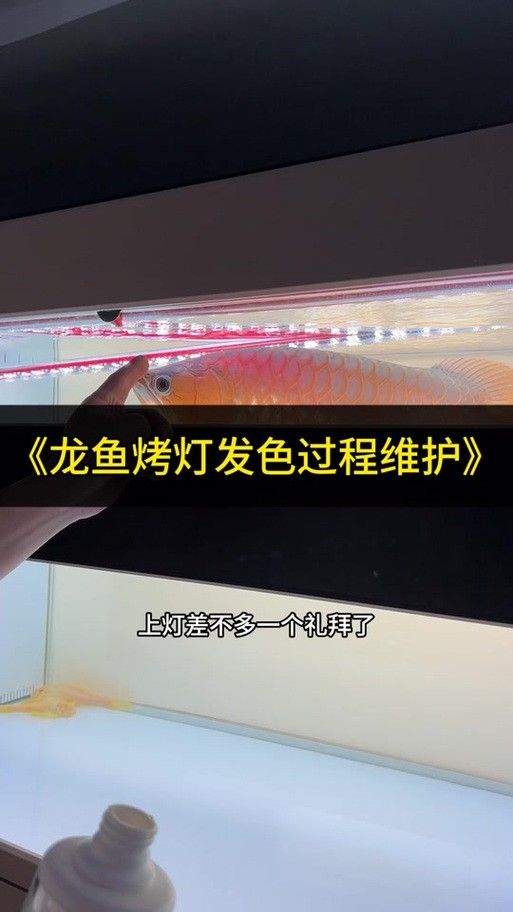 金龍魚白天趴缸了晚上游動