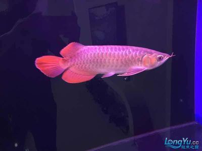 觀賞龍魚吃什么：觀賞龍魚在飲食方面有著特定的需求