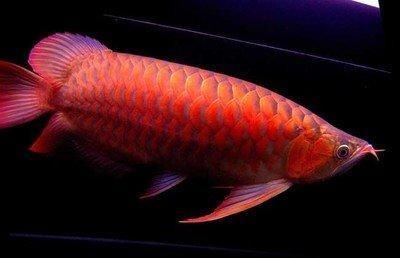 紅龍魚風水作用探究：紅龍魚養殖數量的風水原則，紅龍魚水質維護的風水原則