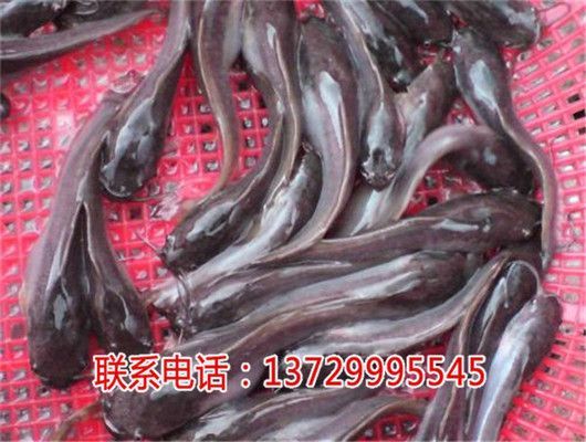 埃及魚苗市場最新價格，埃及魚苗市場最新價格
