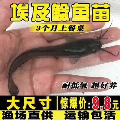 埃及魚苗市場最新價格，埃及魚苗市場最新價格