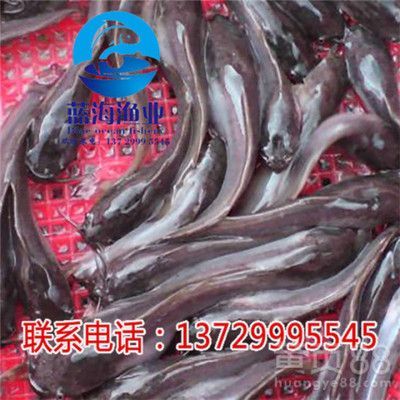 埃及魚苗市場最新價格，埃及魚苗市場最新價格