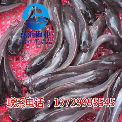 埃及魚苗市場最新價格，埃及魚苗市場最新價格