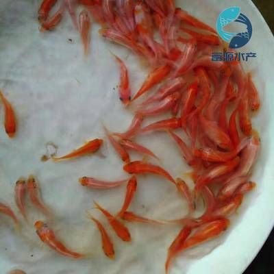 埃及魚苗市場最新價格，埃及魚苗市場最新價格