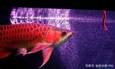 龍魚(yú)用led能發(fā)色嗎視頻講解大全：led燈對(duì)龍魚(yú)發(fā)色有影響，