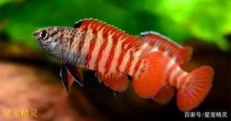 龍魚顏色分類大全：龍魚的顏色分類大全