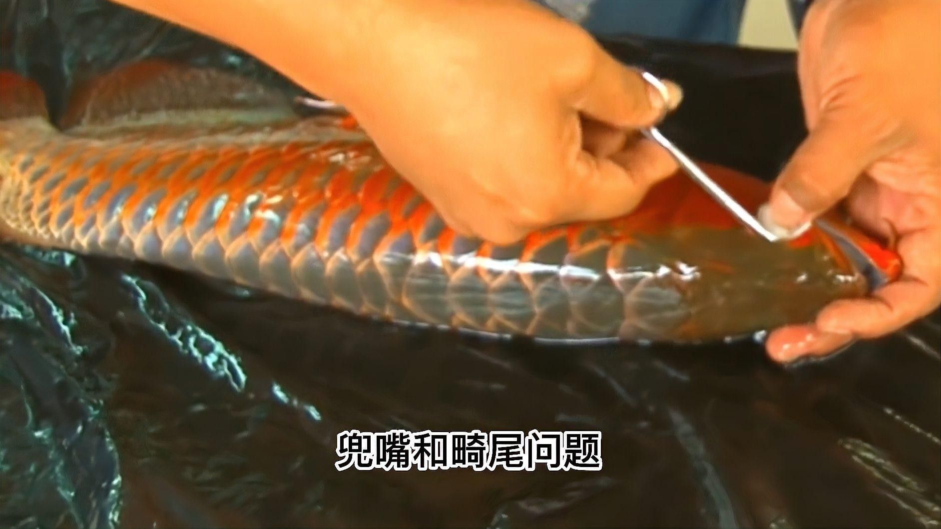 龍魚眼睛手術費用多少錢